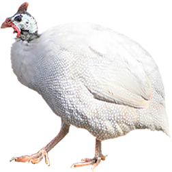 White Helmeted Guinea
